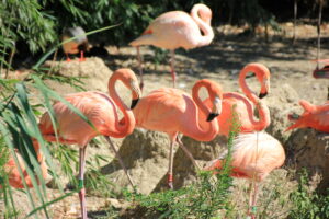 parc aux oiseaux à Villars les Dombes
