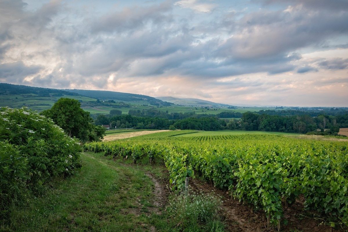 vins de Bourgogne